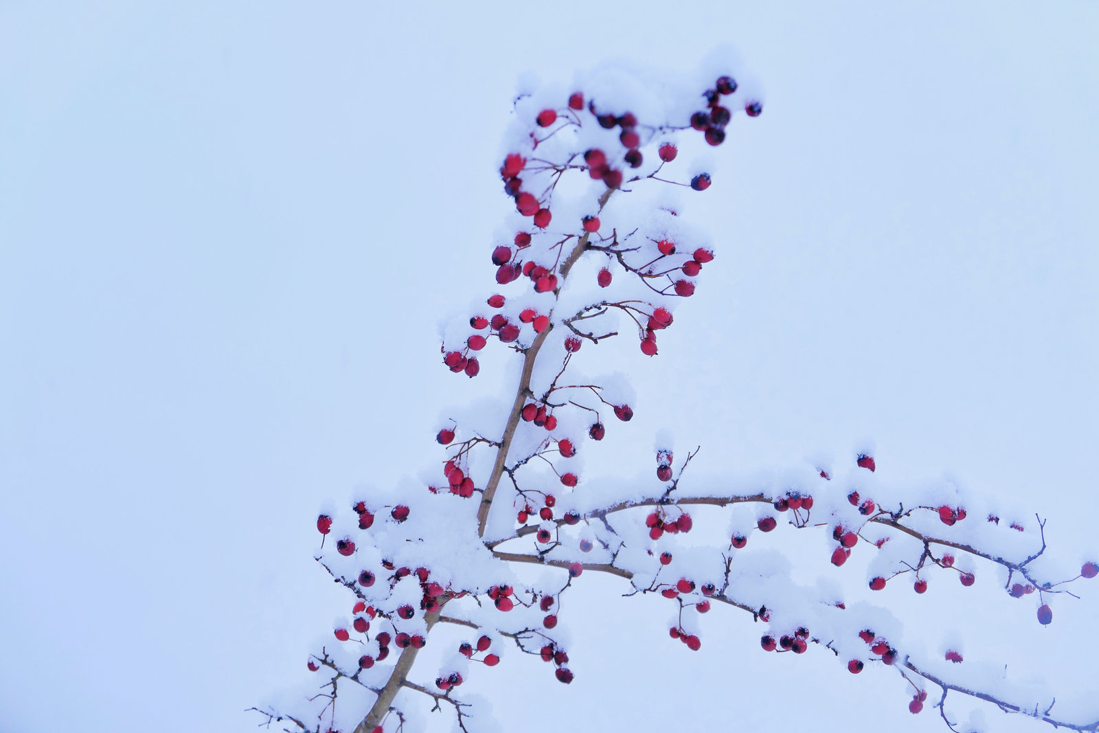 冬雪